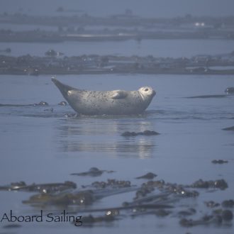 A Foggy sail to Whale Rocks