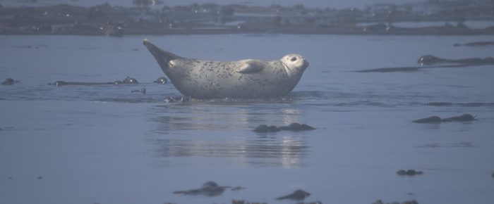 A Foggy sail to Whale Rocks