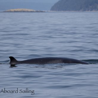 A Sail South for Minke Whales