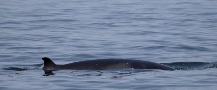 A Sail South for Minke Whales