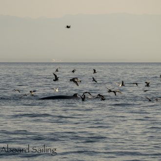 An Evening Sail with a Minke Whale and a Stunning Sunset