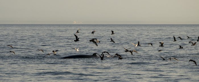 An Evening Sail with a Minke Whale and a Stunning Sunset