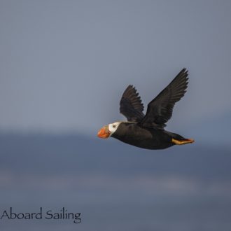 Full Day Sail to Smith Island and Back