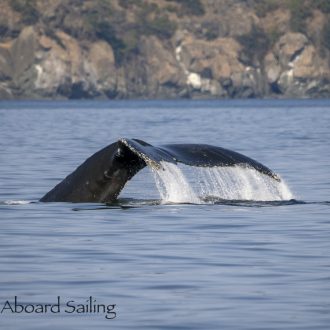 BCY1278 “Hendrix” and BCY1080 “Taurus” in Swanson Channel