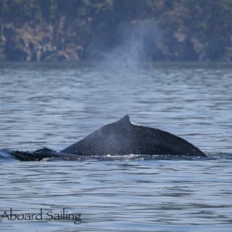 Humpbacks on a Northerly Sail