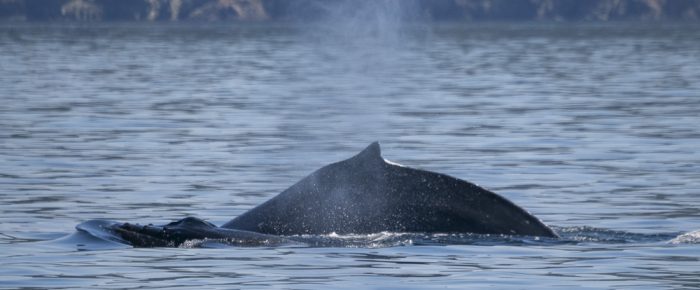 Humpbacks on a Northerly Sail