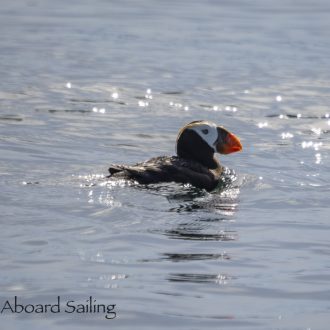 A Sail South and a Tufted Puffin in San Juan Channel