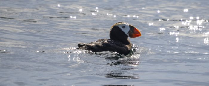 A Sail South and a Tufted Puffin in San Juan Channel