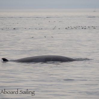 A Half Day Sail South with a Minke Whale