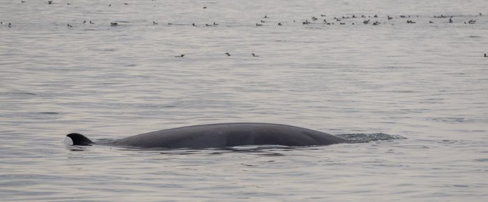 A Half Day Sail South with a Minke Whale