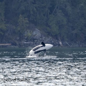 An Epic sail around Orcas Island with the T19s, T36s, T49As, T65A5, and the T137s