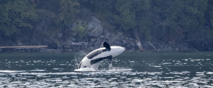 An Epic sail around Orcas Island with the T19s, T36s, T49As, T65A5, and the T137s