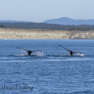 Whale Trifecta; Humpbacks, Minke, and the T49As!