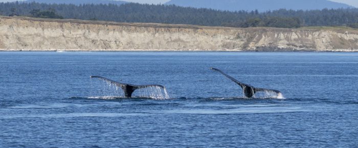 Whale Trifecta; Humpbacks, Minke, and the T49As!