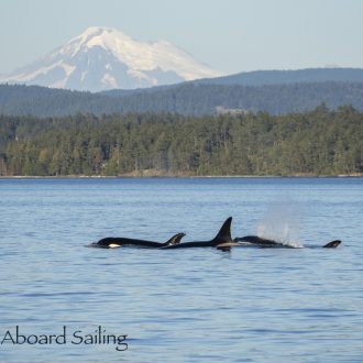 Half-Day Sail with a Humpback, T49As, and a Sunset