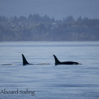 T60D and T60E in Haro Strait