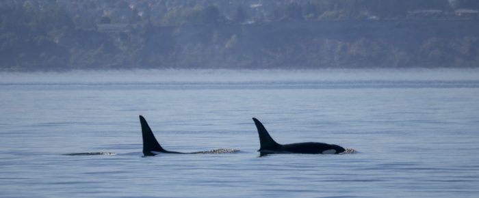 T60D and T60E in Haro Strait