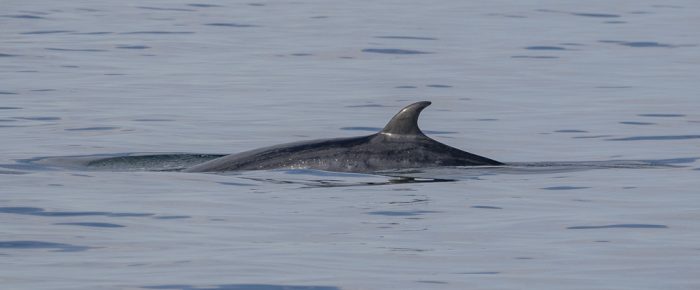 Sailing south to see Minke Whale “Dent”