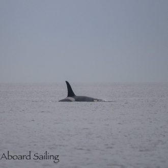 View of Southern Resident J Pod orcas