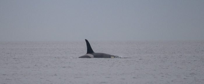 View of Southern Resident J Pod orcas