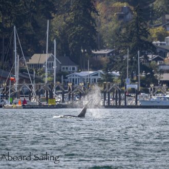 Biggs/Transient Orcas T19’s visit Friday Harbor