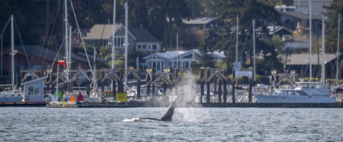 Biggs/Transient Orcas T19’s visit Friday Harbor