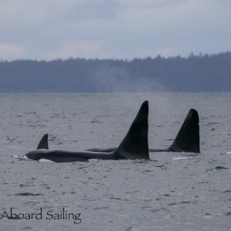 Sailing with Orcas T19’s and Humpbacks BCX1968 “Split Fluke” and BCX1640 “Bond”