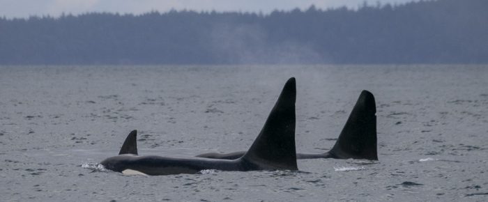 Sailing with Orcas T19’s and Humpbacks BCX1968 “Split Fluke” and BCX1640 “Bond”