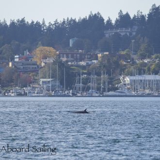 Minke whale passing Friday Harbor