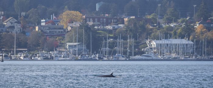 Minke whale passing Friday Harbor