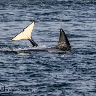 Biggs/Transient Orcas T46’s, T124A1 and T124D’s in San Juan Channel