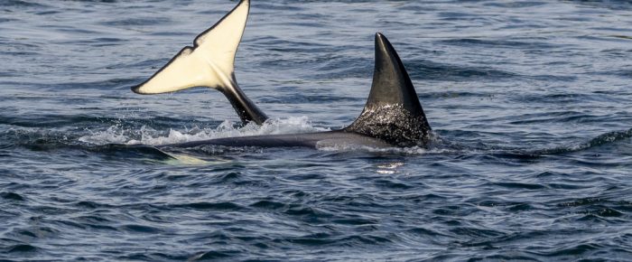 Biggs/Transient Orcas T46’s, T124A1 and T124D’s in San Juan Channel