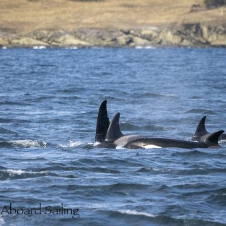 Biggs/Transient orcas T109A’s near Stuart Island