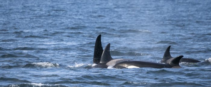 Biggs/Transient orcas T109A’s near Stuart Island