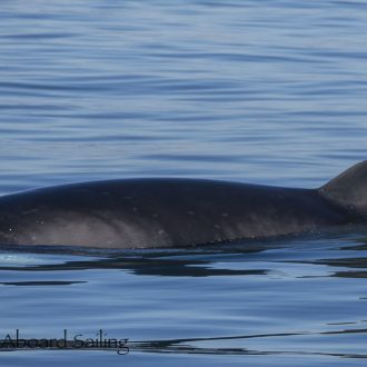 Two Minke whales on Salmon Bank