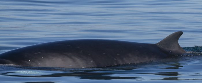 Two Minke whales on Salmon Bank