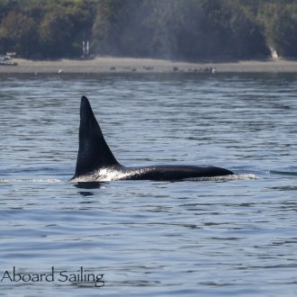 Biggs/Transient orcas T19’s by James Island