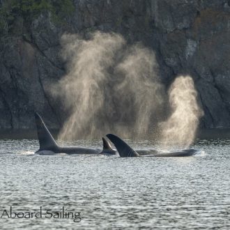 Biggs/Transient orcas T19’s at sunset