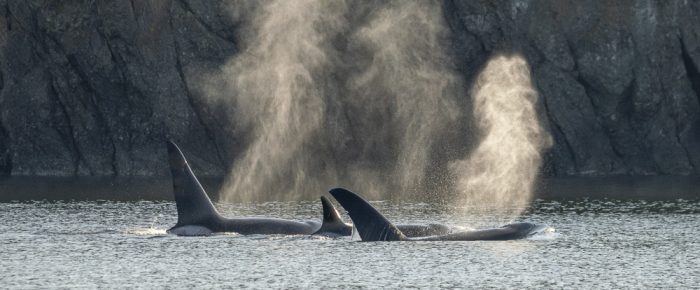 Biggs/Transient orcas T19’s at sunset