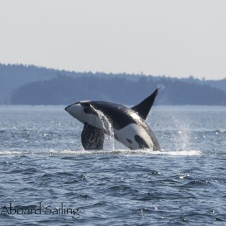 Biggs/Transient orcas T19’s and T49A’s socializing near Limestone Pt