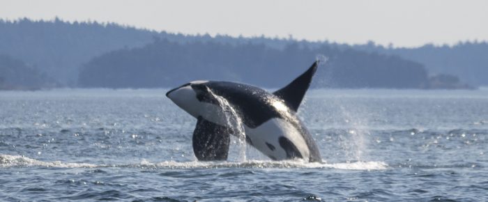 Biggs/Transient orcas T19’s and T49A’s socializing near Limestone Pt