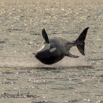 Biggs/Transient orcas T19’s with T49A’s followed by minke whale on Salmon Bank