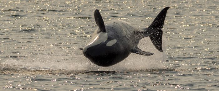 Biggs/Transient orcas T19’s with T49A’s followed by minke whale on Salmon Bank