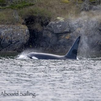 Around Stuart Island and returning to Friday Harbor with Biggs Orca T49C