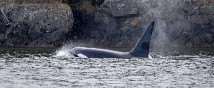 Around Stuart Island and returning to Friday Harbor with Biggs Orca T49C