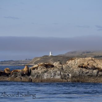 Morning short sail to Whale Rocks