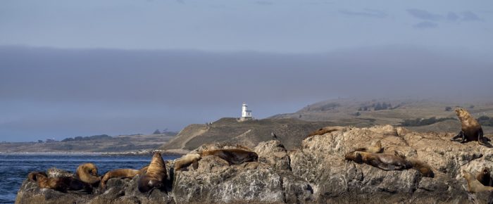 Morning short sail to Whale Rocks