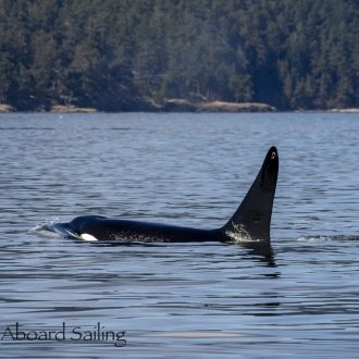 Afternoon short sail with Biggs orcas T37A’s, T100’s and T101’s