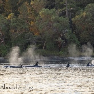 Sunset sail with Biggs/Transient orcas T37A’s, T100’s and T101’s