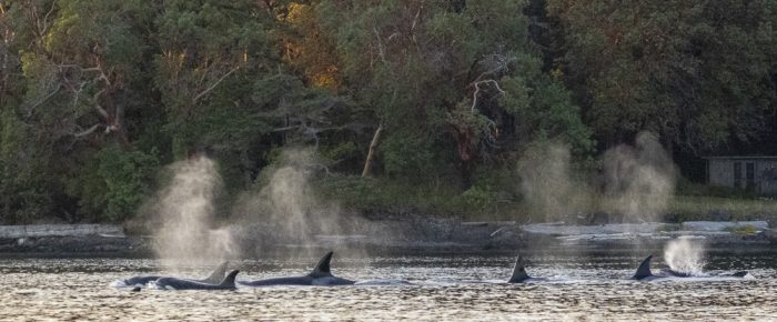 Sunset sail with Biggs/Transient orcas T37A’s, T100’s and T101’s